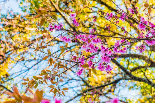 Chiangmai Eyaleti, Tayland 'daki Kiraz Çiçeği Parkı