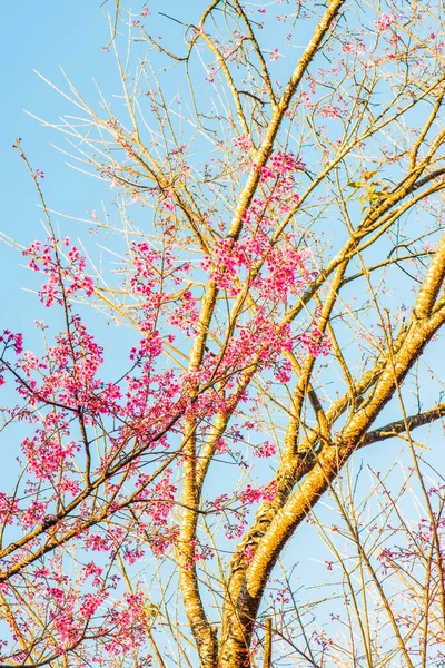 Chiangmai Eyaleti, Tayland 'da Kiraz Çiçekleri