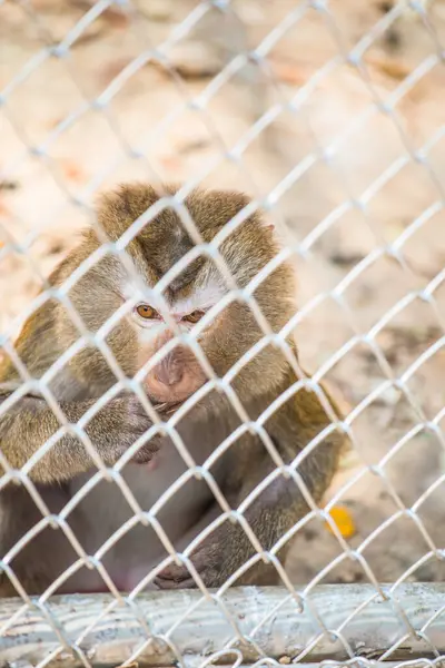 Rhesus Macaque, Tayland 'daki kafeste.