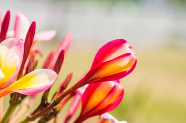 Frangipani çiçeklerini kapat, Tayland