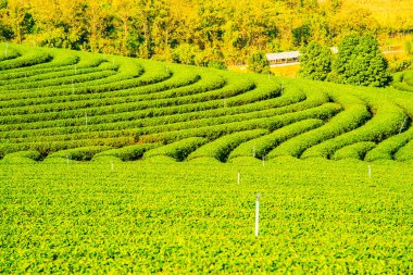 Tayland, Tayland 'da çay çiftliği