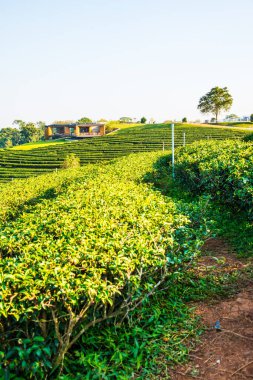 Tayland, Tayland 'da çay çiftliği