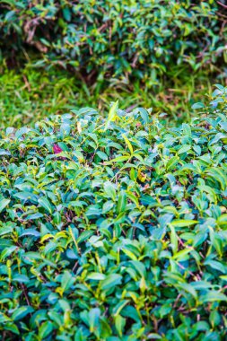 Çay Çiftliği Arkaplanı, Tayland