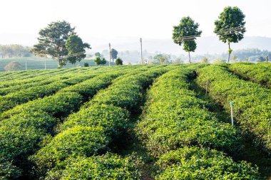Tayland, Tayland 'da çay çiftliği