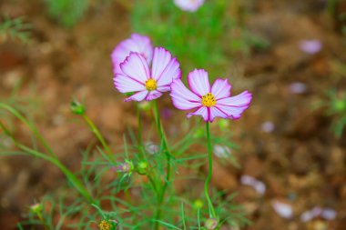 Pembe ve Beyaz Kozmos Çiçekleri Bahçede, Chiangmai Eyaleti.