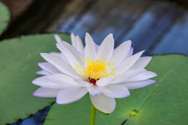 Beyaz Lotus Çiçeği, Chiangmai Bölgesi 'nde..