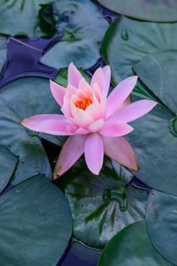 Pembe Lotus Çiçeği, Chiangmai Bölgesi 'nde..