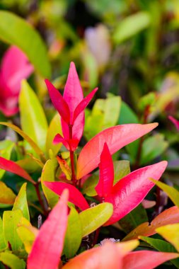 Tayland 'da parkta kırmızı yapraklar.