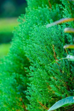Kozalaklı ağaçlar parka gidiyor, Tayland.