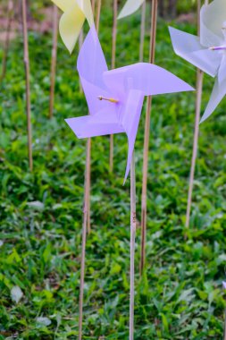 The Park 'taki Plastik Violet Yaban Değirmeni, Chiangmai Eyaleti.