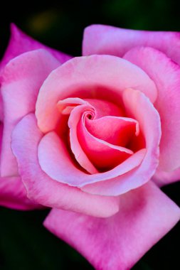 Pembe Gül ve Karanlık Arkaplan, Chiang Mai Eyaleti.