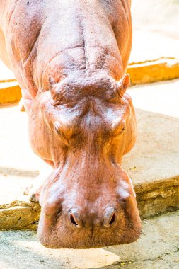 Tayland, Tayland 'da Hippopotamus Portresi