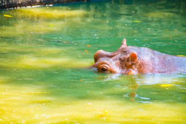 Sudaki su aygırı, Tayland