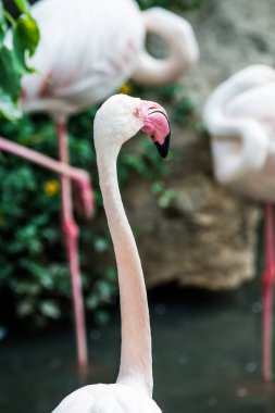Tayland, Tayland 'da Büyük Flamingo Kuşunun Portresi