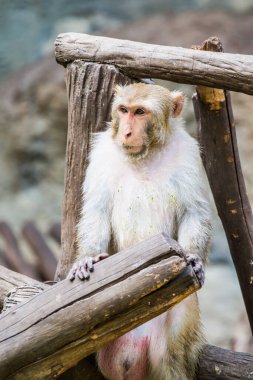 Rhesus Macaque Maymun Portresi, Tayland