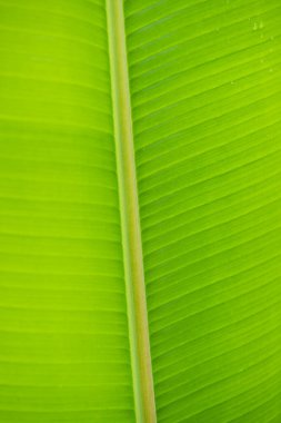 Muz yaprağı arka planı, Tayland