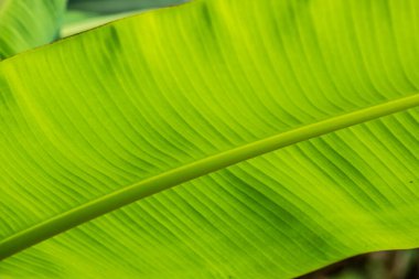 Muz yaprağı arka planı, Tayland