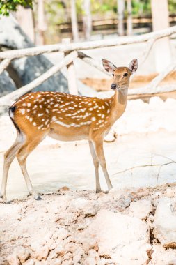 Benekli geyik portresi, Tayland