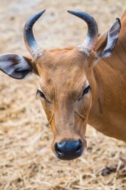 Banteng, Tayland 'ın Baş Fotoğrafı