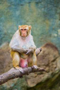 Rhesus Macaque 'ın Portresi, Tayland