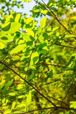 Ormanda yeşil yapraklar, Tayland
