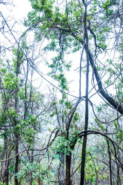 Dağdaki ağaçlar, Tayland.