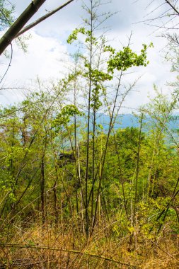 Tayland 'da ormandaki Bambular ve ağaçlar.