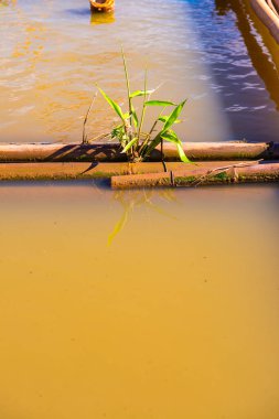 Bambu Kwan Phayao Gölü, Phayao ili.