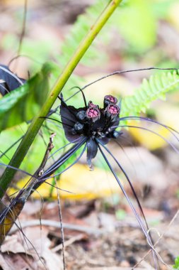 Tayland 'da Ormanda Siyah Çiçek