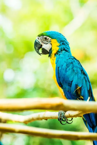 Stock image Blue and Gold Macaw on the branch in Thailand