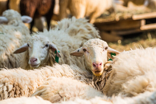 Овечья ферма в Таиланде
