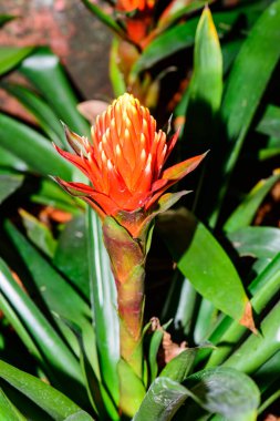 Botanik Bahçesinde Bromeliad Çiçeği, Chiang Mai Eyaleti.