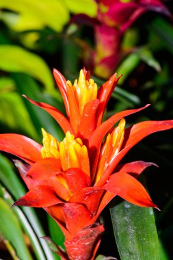 Botanik Bahçesinde Bromeliad Çiçeği, Chiang Mai Eyaleti.