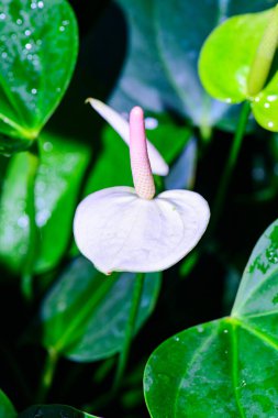 Anthurium hookeri Schott bahçede..