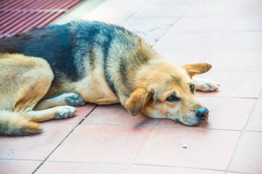 Tayland sosisi seramik zeminde, Tayland.