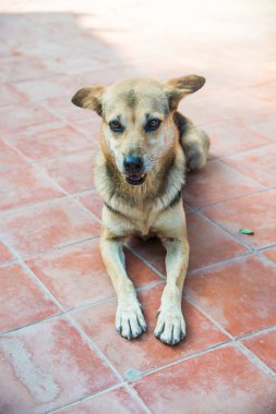 Tayland sosisi seramik zeminde, Tayland.