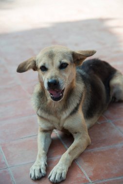 Tayland sosisi seramik zeminde, Tayland.