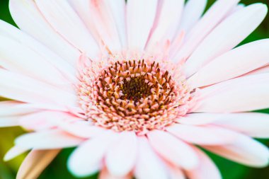 Pembe Gerbera 'nın Kapanışı Park, Tayland.