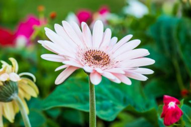 Pembe Gerbera Park, Tayland.