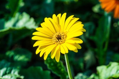 Sarı Gerbera Park, Tayland 'da.