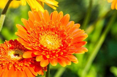 Park, Tayland 'da Turuncu Gerbera
