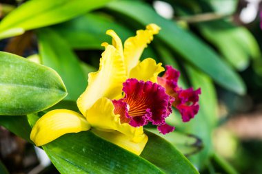Cattleya Orkidesinin Kapanışı, Tayland