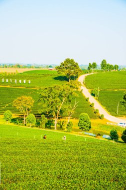 Tayland, Tayland 'da çay çiftliği