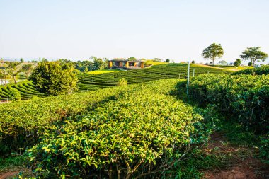 Tayland, Tayland 'da çay çiftliği