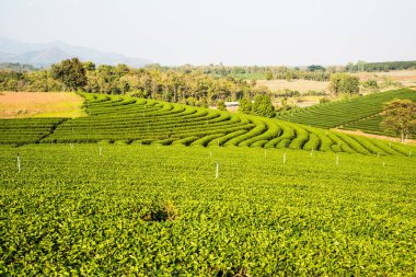 Tayland, Tayland 'da çay çiftliği