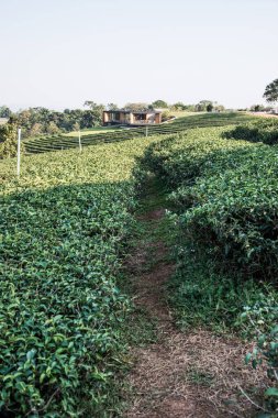 Tayland, Tayland 'da çay çiftliği