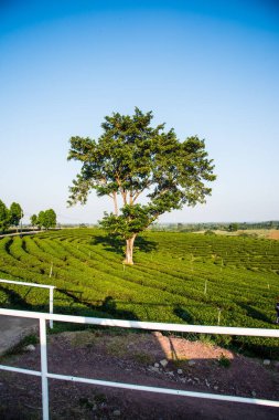 Tayland, Tayland 'da çay çiftliği