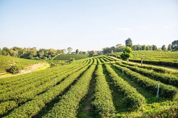 Tayland, Tayland 'da çay çiftliği