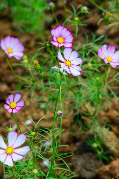Pink and White Colored Cosmos Flowers in The Garden, Chiangmai Province.