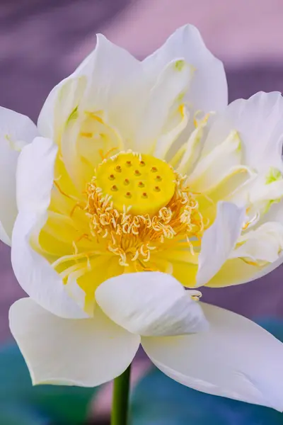 Detail of Yellow Lotus Flower, Thailand.